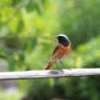 Redstart