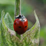 Ladybug 3