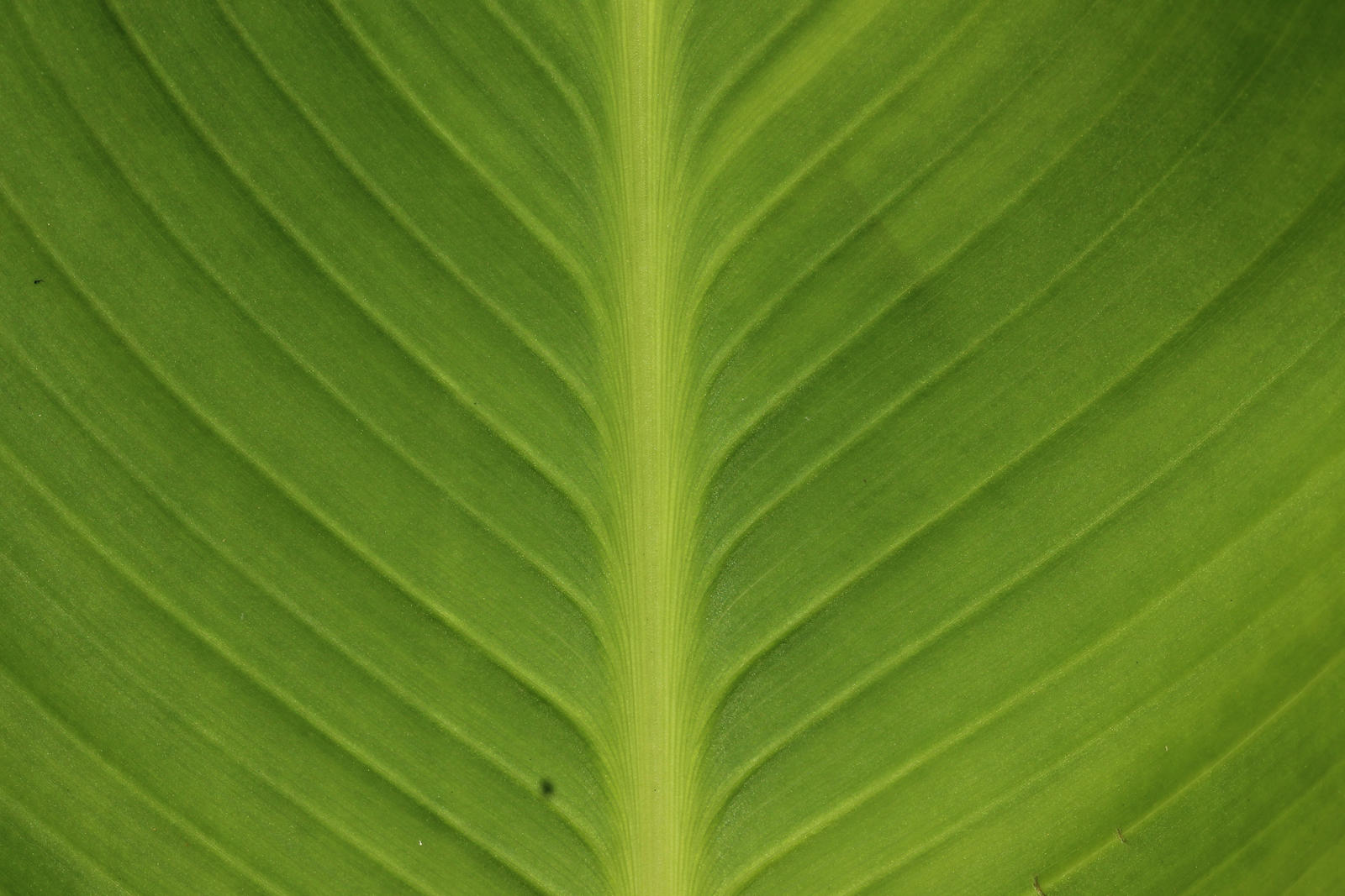 Leaf Texture 5 Stock