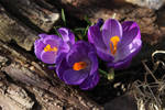 Crocus 13 by wuestenbrand