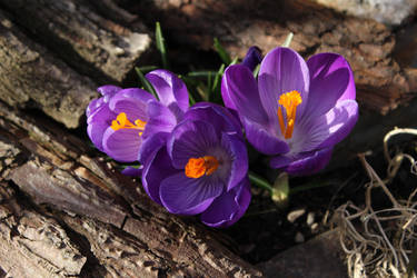 Crocus 13