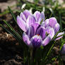 Crocus 16