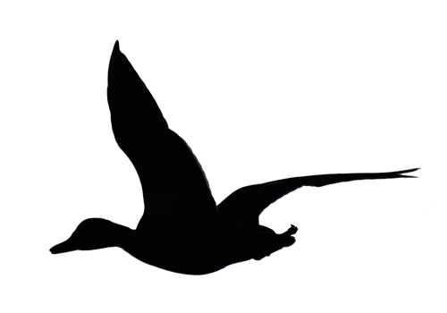 Flying Duck Silhouette