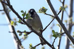 House Sparrow by wuestenbrand