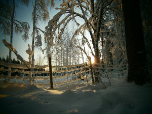 snow coverd tree