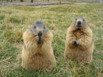 Wild animal stock 99 -marmots by Momotte2stocks
