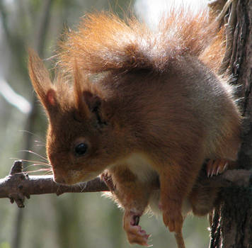 Wild animal 189 -cute squirrel by Momotte2stocks