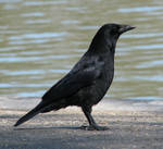 Bird 217 - nice crow by Momotte2stocks