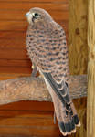 Bird 223 - sweet kestrel by Momotte2stocks