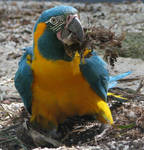 Bird 274 - macaw making nest by Momotte2stocks