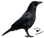 Cut-out stock PNG 06 - nice crow profile by Momotte2stocks