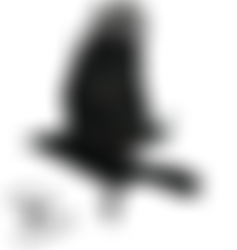 Cut-out stock PNG 18 - flying crow