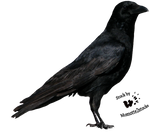 Cut-out stock PNG 21 - lovely crow by Momotte2stocks