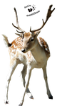 Cut-out stock PNG 27 - young deer by Momotte2stocks