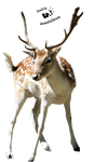 Cut-out stock PNG 27 - young deer by Momotte2stocks Cut-out stock PNG 27 - young deer by Momotte2stocks