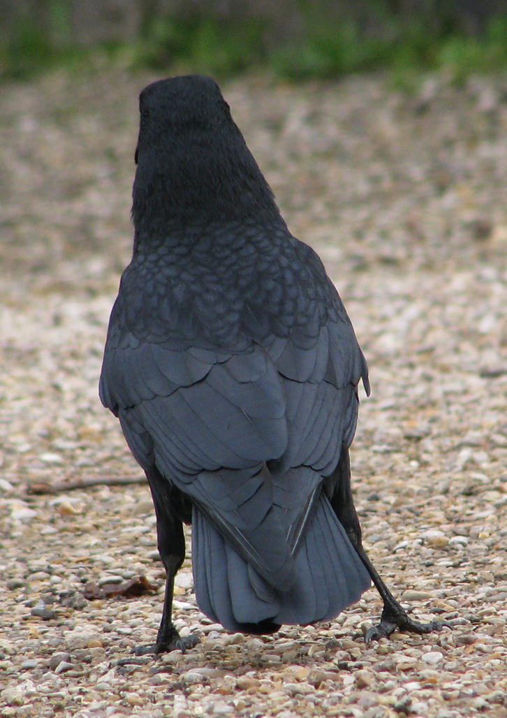 Bird back. Телосложение ворона. Crow2211. Черная птица ли Тергисон. Crows feet Chic.