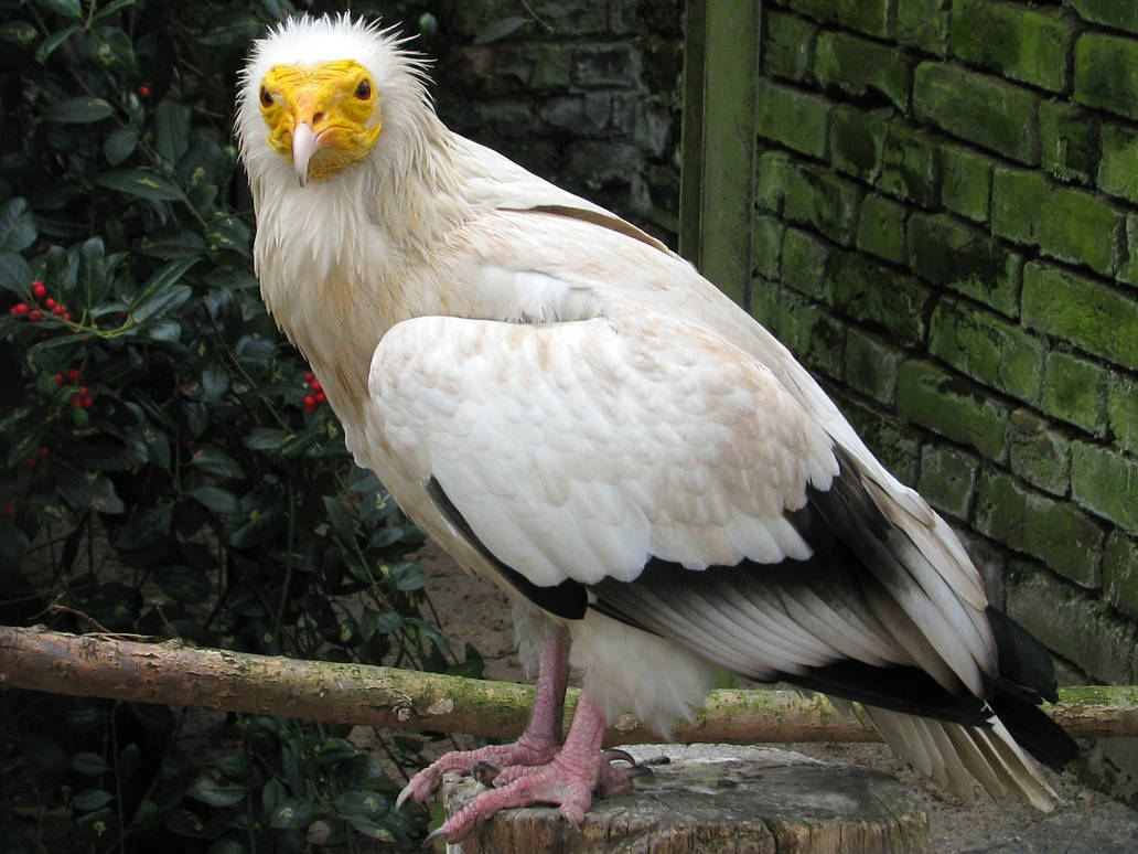 Bird 286 - Egyptian vulture by Momotte2stocks