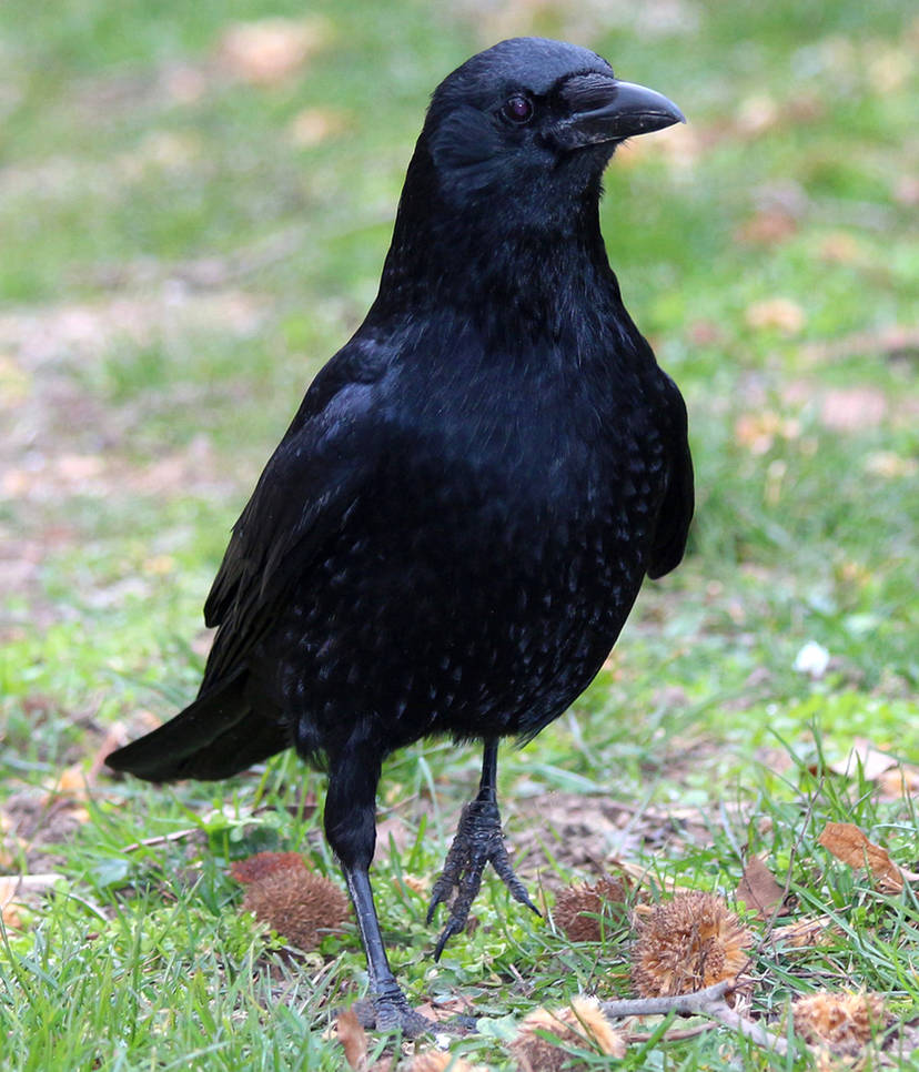Crow Rfth Bird 290 - Royal crow by Momotte2stocks on DeviantArt