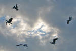 Bird 311 - shadows of Italian seagulls by Momotte2stocks
