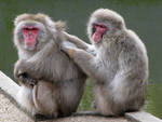 Wild animal 310 - Japanese macaques family by Momotte2stocks