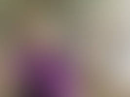 Butterfly 11 - brown butterfly on flower