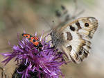 Butterfly 11 - brown butterfly on flower by Momotte2stocks