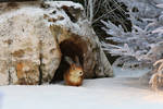 Various 51 - winter rabbit in his burrow by Momotte2stocks