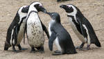 Bird 320 - lovely family of penguins by Momotte2stocks