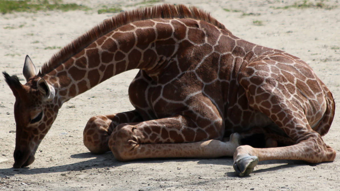 Wild animal 314 - baby giraff by Momotte2stocks Wild animal 314 - baby giraff by Momotte2stocks