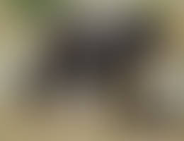 Animal 55 - alpine black horse