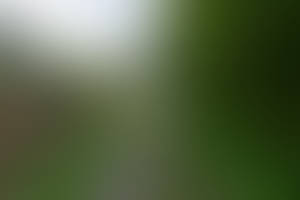 Tree 68 - green path in forest