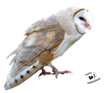 Cut-out stock PNG 108 - Sweet barn owl by Momotte2stocks