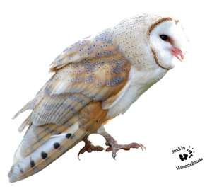 Cut-out stock PNG 108 - Sweet barn owl by Momotte2stocks