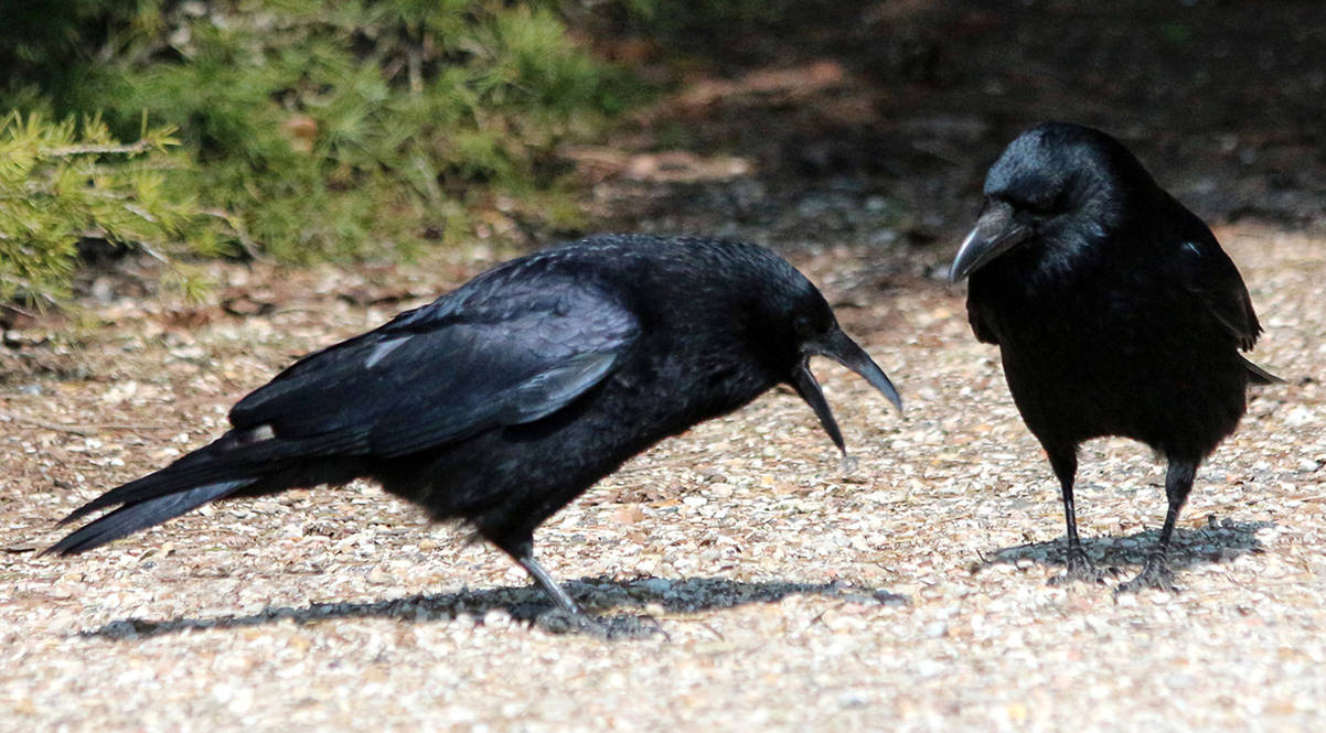 Bird 347 - two crows speaking by Momotte2stocks