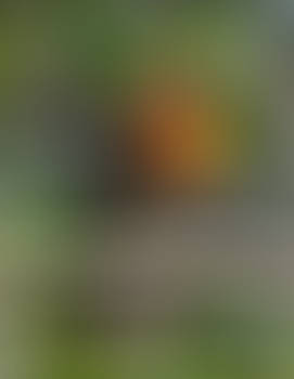 Bird 350 - singing robin