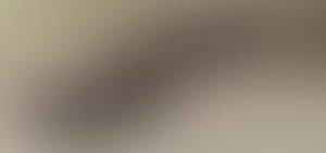 Wild animal 338 - Gila monster