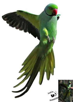 Cut-out stock PNG 129 - flying parrot by Momotte2stocks