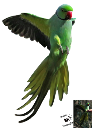 Cut-out stock PNG 129 - flying parrot by Momotte2stocks Cut-out stock PNG 129 - flying parrot by Momotte2stocks