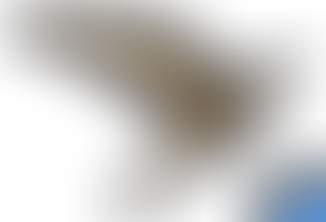 Cut-out stock PNG 132 - flying free kestrel