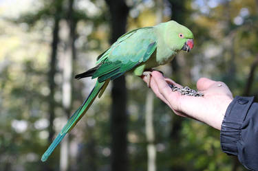Bird 351 - Indian ring neck in forest