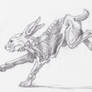 Running Rabbit