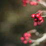 Those red berries