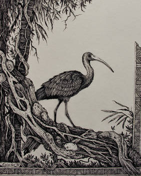 The Ibis