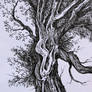 Old Tree