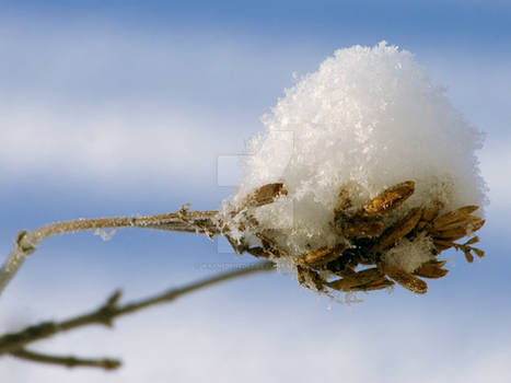 Snow Cone