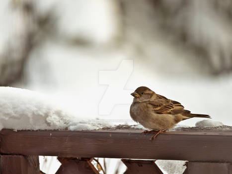 Snow Bird 9740