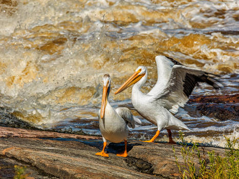 Dance of the Pelicans (WAB2595)