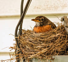 Vigilant Mother (WAB5506)