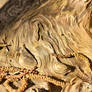 Natures Abstract I (WAB000)