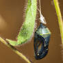 Chrysalis (WAB0270)